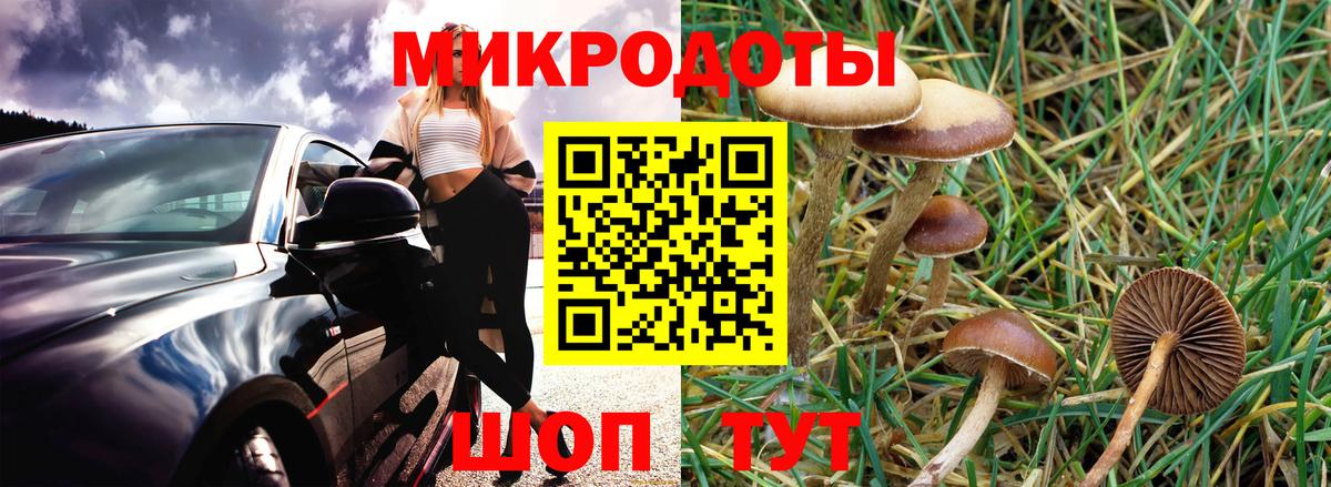 Галлюциногенные грибы Psilocybe Рыбинск